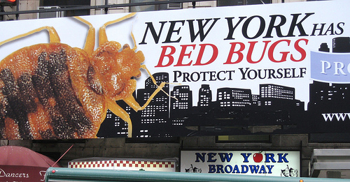 New York Bed Bugs