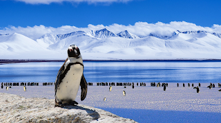 Hewan Pinguin, Burung yang tidak bisa terbang tapi ahli renang
