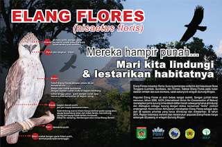 7 Fakta unik burung Elang Flores, hewan pemangsa yang terancam punah dari asal habitatnya