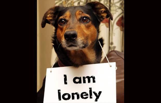 lonely dog pictures