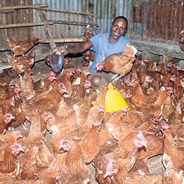 John Kamau feeds his chicken in a farm in Turi near Molo in Nakuru