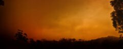 a shot of the horizon showing an orange sky full of smoke. dark foliage frame the bottom, left and right sides of the image