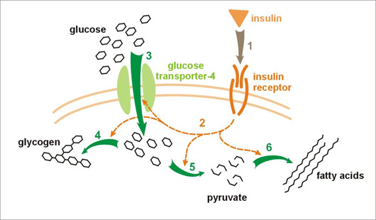 The Balancing Act of Glucose Transport at the Cellular Level