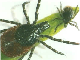 Tique Ixodes ricinus (Lyme)