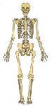 squelette 2