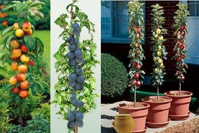 Examples of Columnar fruit trees in production