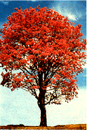 Lapacho Tree