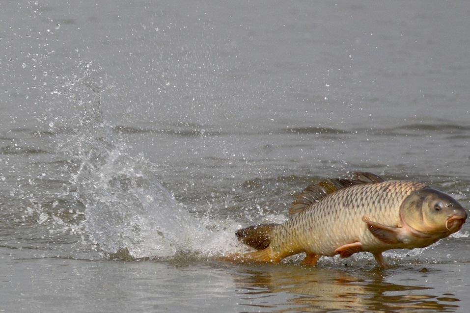 A brown and gold coloured carp (large fish) skims across the top of a grey waterway leaving a trail of splashing water behind it