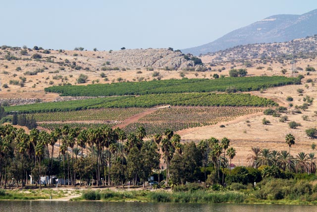 Crops on the banks of the Sea of Galilee