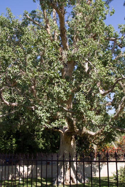 Sycamore Tree in Jericho