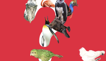There Are Five Good Birds &mdash; But Which Five?