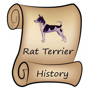 RatTerrierAdvice.com - History - Rat Terrier Breed Profile and Information on Different Types of Rat Terriers
