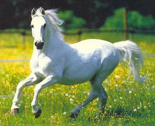 Kuda Putih