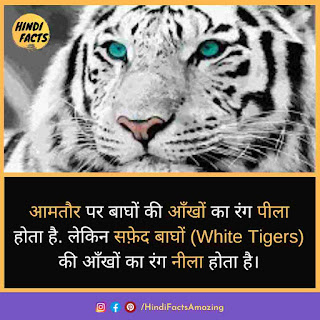 tiger in hindi