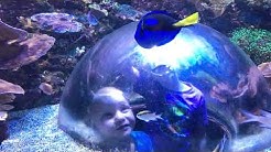 SeaLife Aquarium in Tempe, AZ