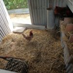 Chestnut Farm chicken chook house