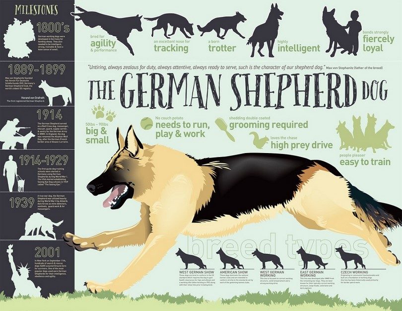 The German Shephered dog