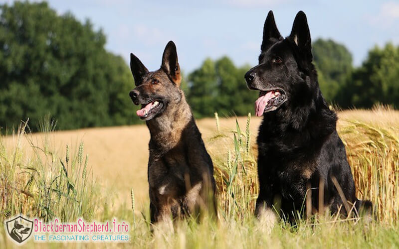 Black German Shepherd dogs Personality
