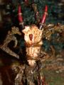 Treeman - dragonslayer