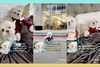 NYC hospitals adopt influencer strategy to promote COVID testing, complete with Misty Copeland and dogs