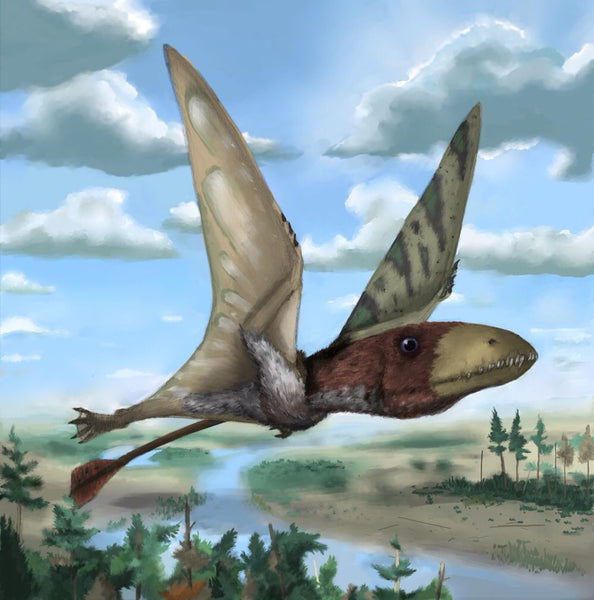 dimorphodon volant