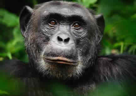 Chimpanzee Tracking Tours 