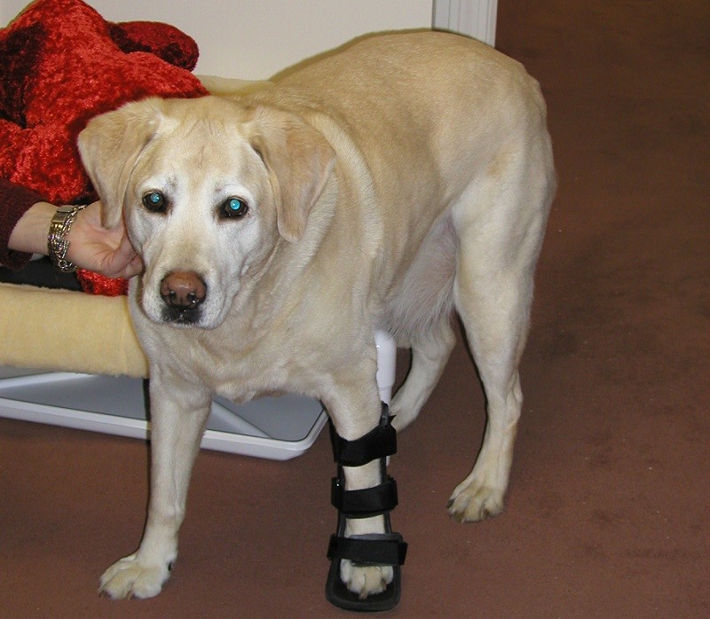 Dog with injured leg