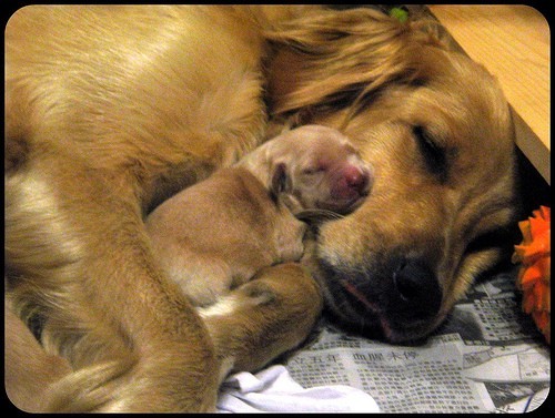 Puppy DOG is born with mother taking care