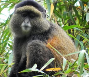 Golden Monkey Tracking Uganda