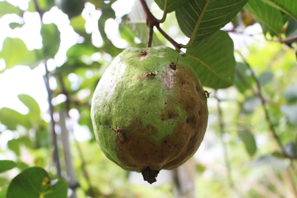 bugs on guava