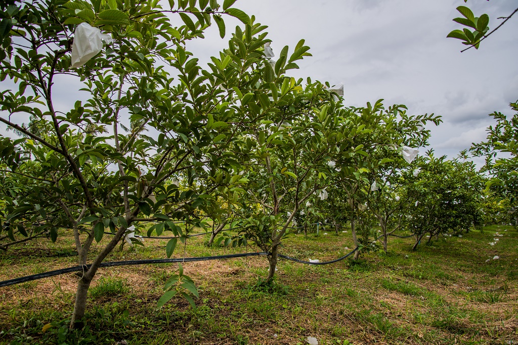 guava growing soil
