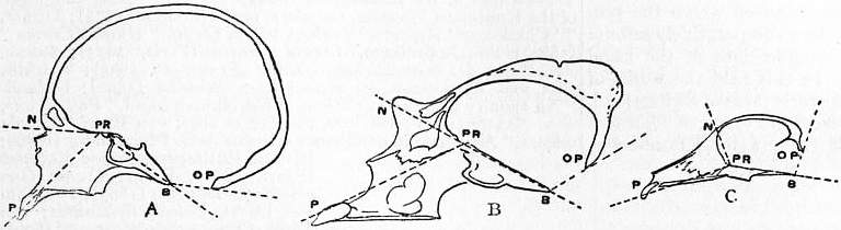 EB1911 Craniometry - Fig. 2—Cranial angles, New Britain native, gorilla, dog.jpg