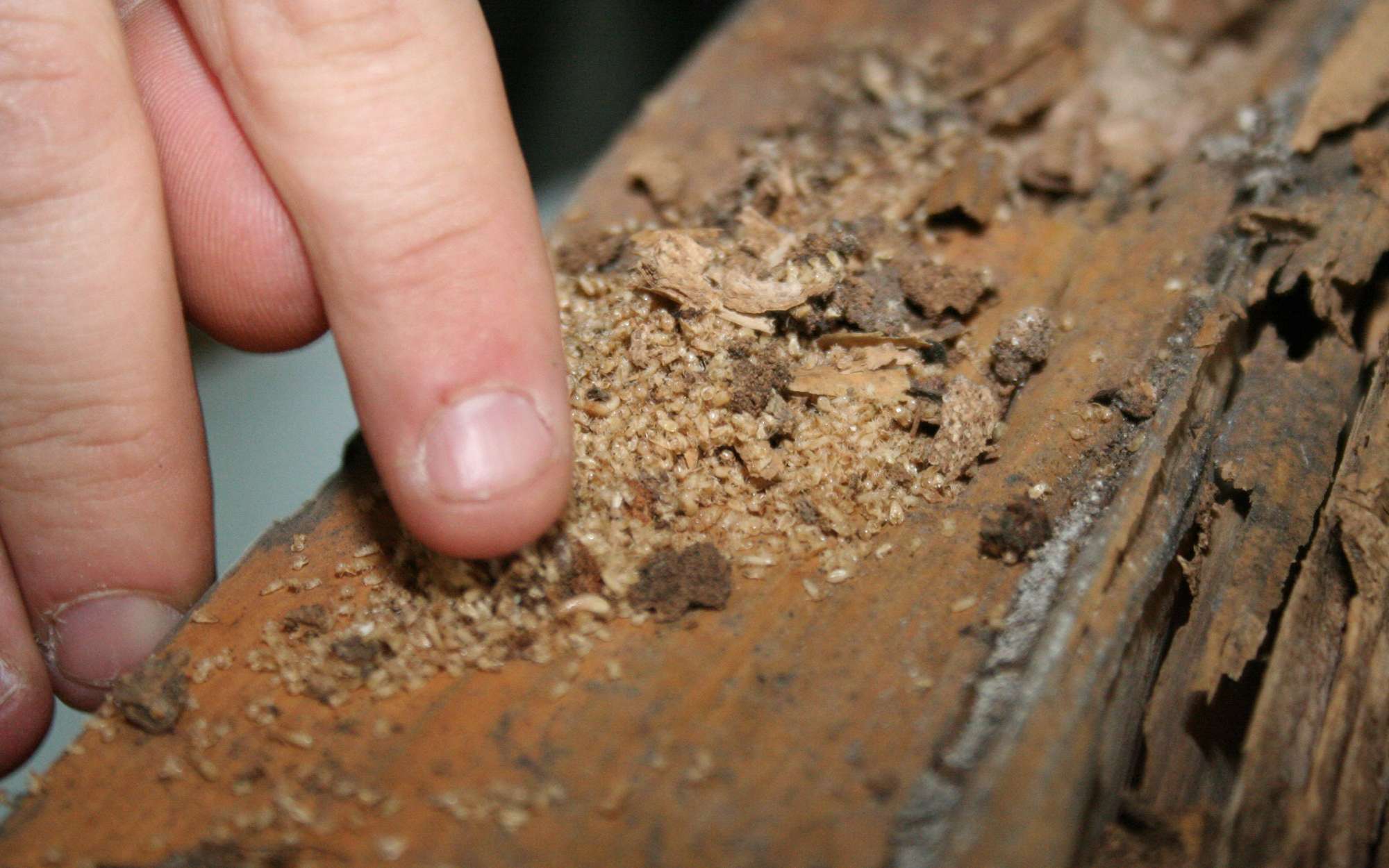 Les termites : comment les repérer ?