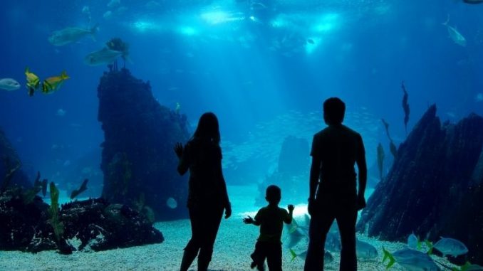 aquarium nausicaa famille de trois devant un bassin de l'aquarium