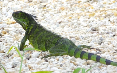 Emerald Iguana