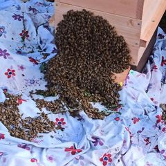 IMG 20200619 210915 7736fe10 - Retirer un essaim d’abeilles, départements 82 et 31