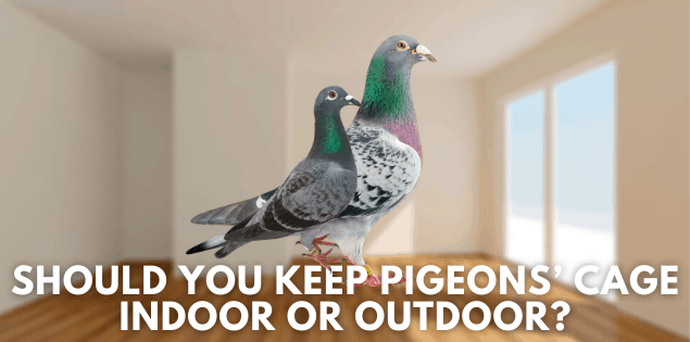 Should you keep pigeons' cage indoor or outdoor?