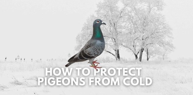 How to Protect Pigeons from Cold