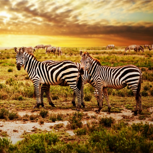 SouthAfrica_Zebra