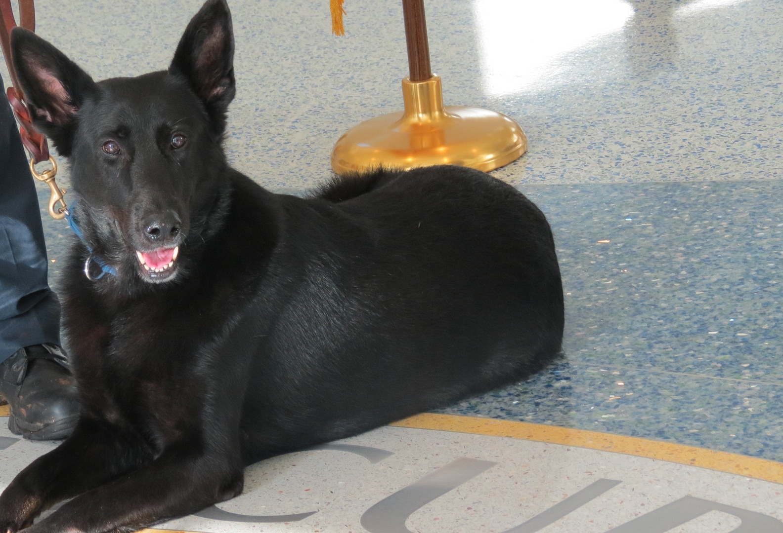 A police K-9 lays patiently on the floor of the National Security Agency.