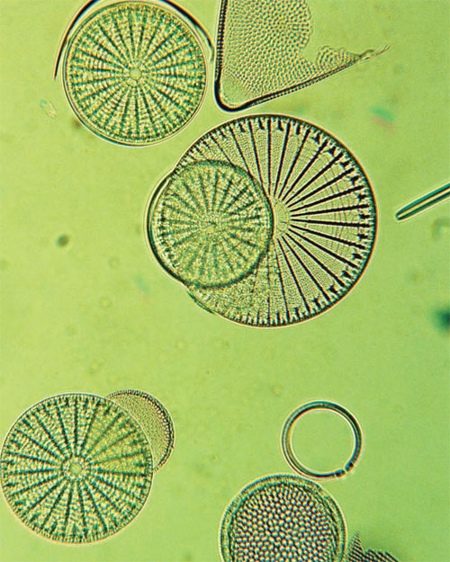 Пресноводные диатомовые водоросли
