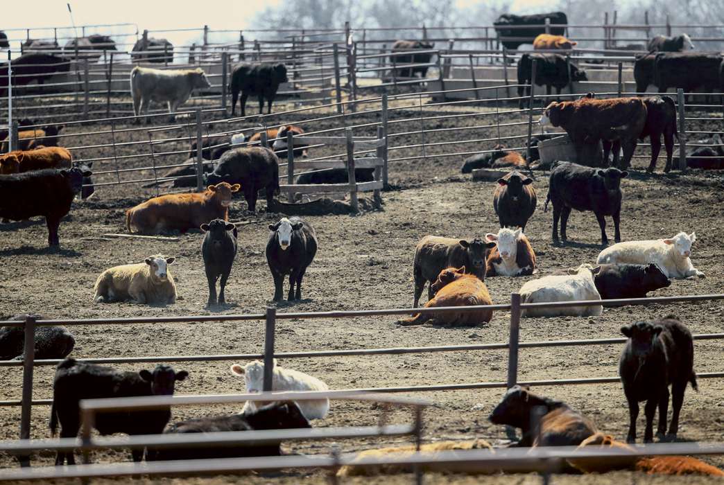 Cattle are held in pens at a feedlot near Springfield, Nebraska. The ammonia concentration in the air has increased due largely in part to livestock waste and fertilizer use. (AP Photo/Nati Harnik)