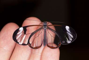 While most butterfly wings are covered with millions of tiny scales that give the wings their colorful patterns, some butterflies, such as the glasswing, have nearly invisible wings. (Aaron Pomerantz)