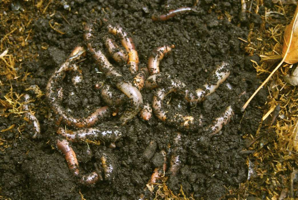 Robotic earthworms might be human helpers in the near future. (AP Photo/Dean Fosdick)