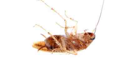 home remedies for roaches baking soda