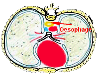 oesophage