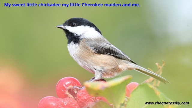 100 + Black-Capped Chickadee Bird Quotes & Sayings [ 2021 ]