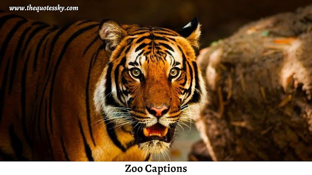 250+⭐Zoo Captions For Instagram ⭐[ 2021 ] Also Zoo Puns & Quotes
