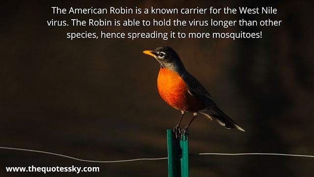 99+ American Robin Quotes [ 2021 ]