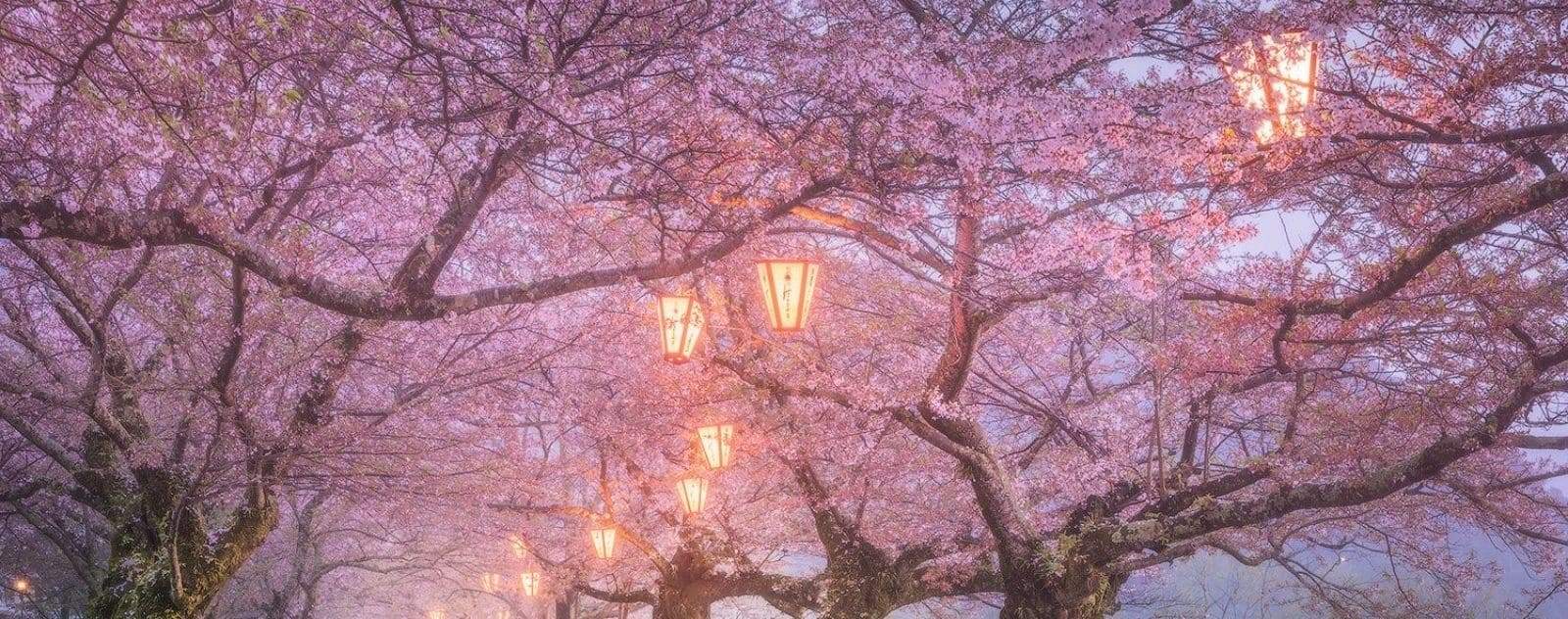 jour des sakura